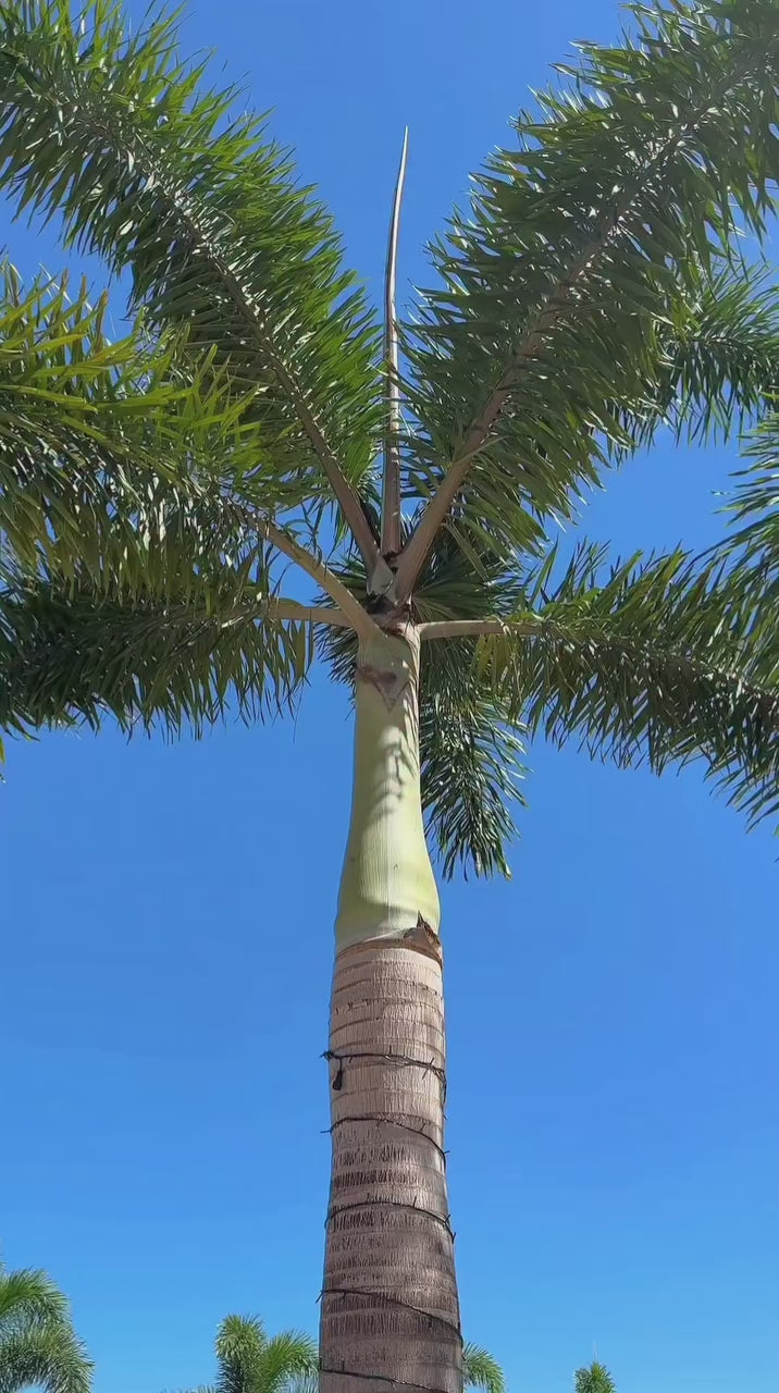 Carregar vídeo: Kit Verão ASK